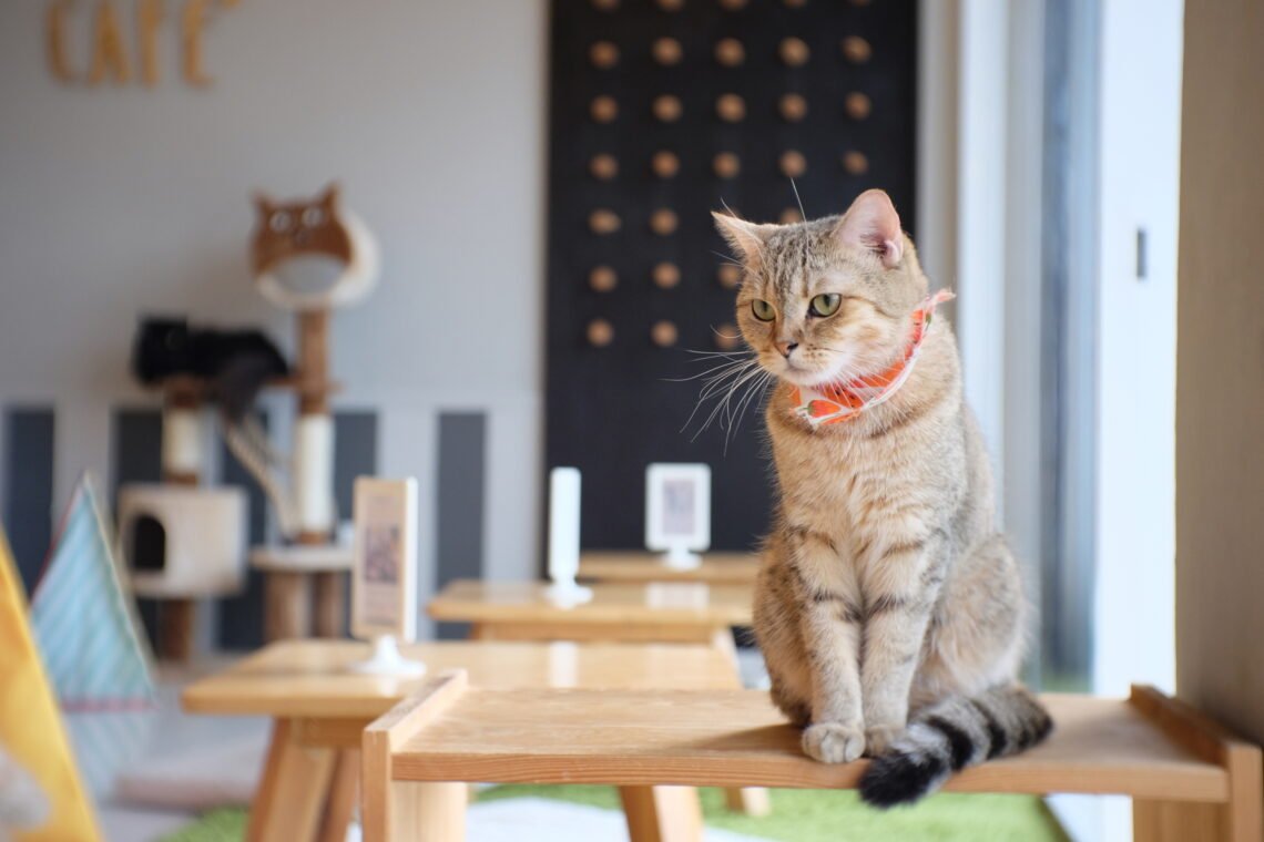 Best 'Cat Cafes' in the USA: A State-by-State guide