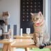 Best 'Cat Cafes' in the USA: A State-by-State guide