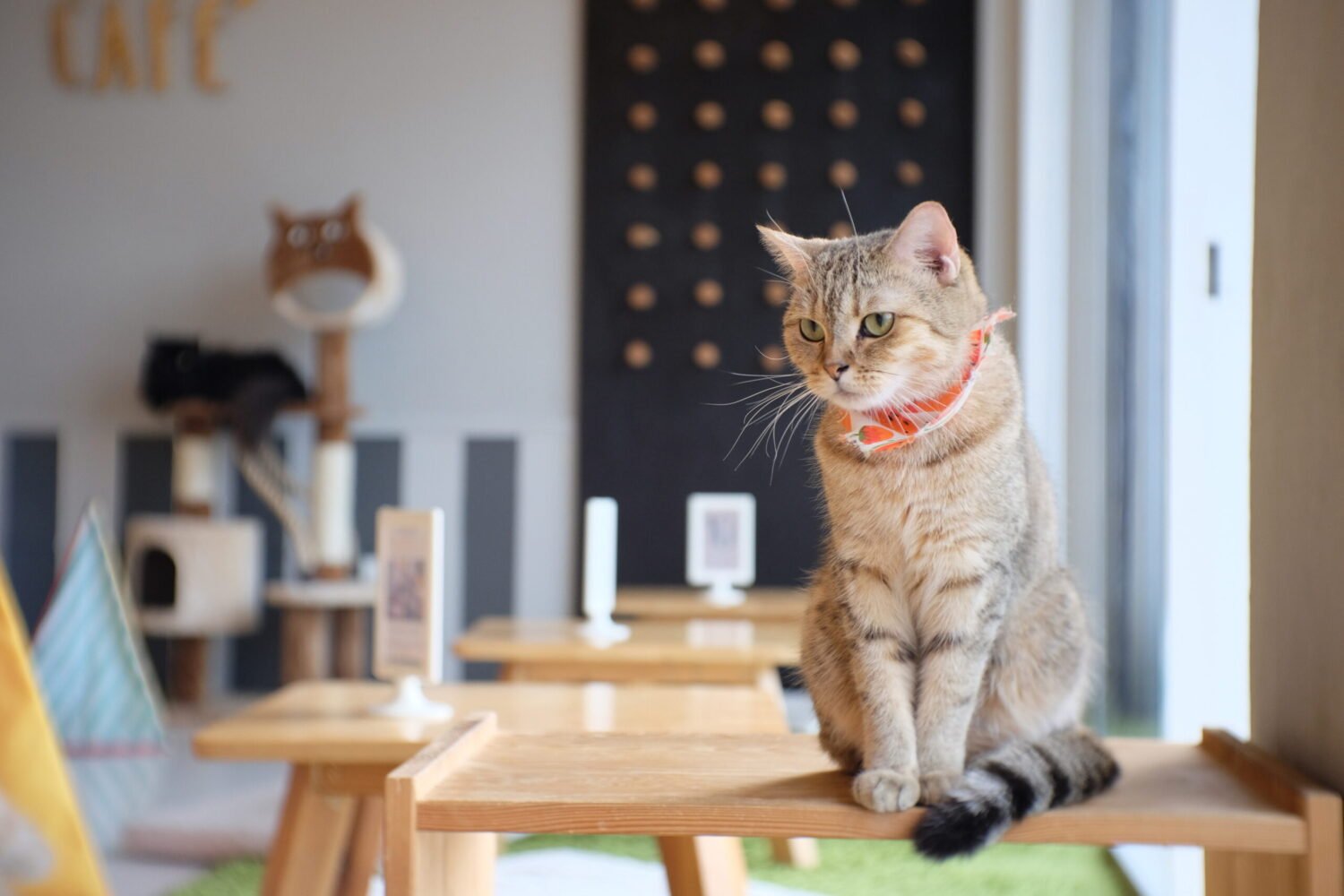 Best 'Cat Cafes' in the USA: A State-by-State guide