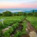 Best 'Runcation' Trails in the Smoky Mountains