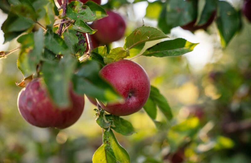 Capitol Reef Fruit Picking Season 2026 Dates