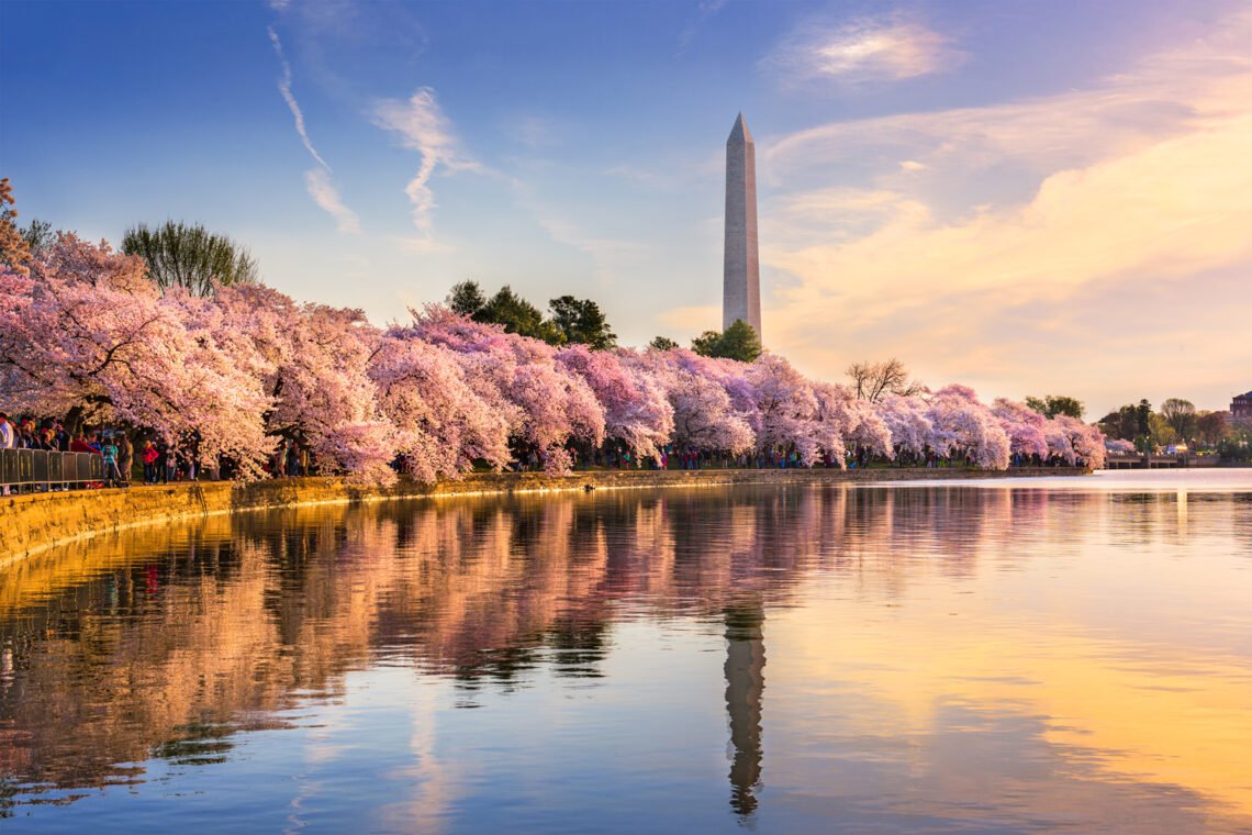 Cherry blossom peak bloom dates DC 2026 forecast