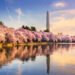 Cherry blossom peak bloom dates DC 2026 forecast