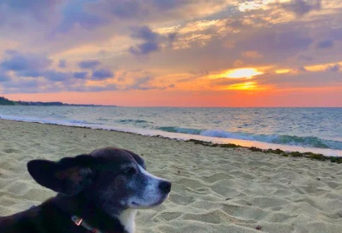 Dog-Friendly Vacation Spots on the East Coast