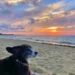 Dog-Friendly Vacation Spots on the East Coast