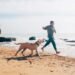 Dog friendly vacation spots on the East Coast 2026