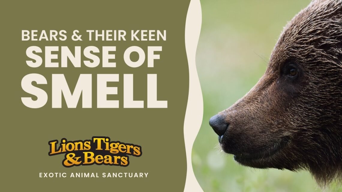 Foods That Bears Can Smell From Far Away