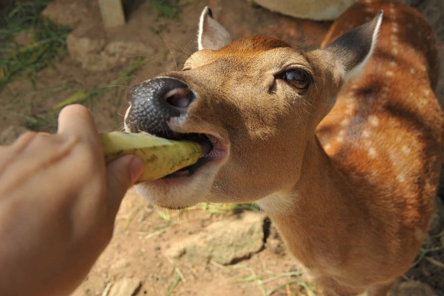 Why Food Attracts Animals in Parks